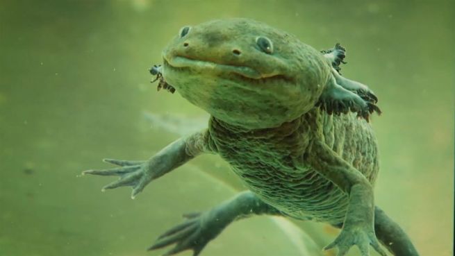 go to Axolotl: Wie der Selbstheiler ums Überleben kämpft