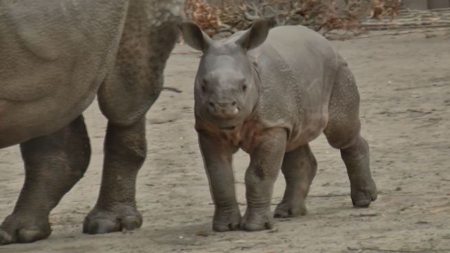 go to Zoo-Nachwuchs: Die ersten Schritte eines Baby-Nashorns