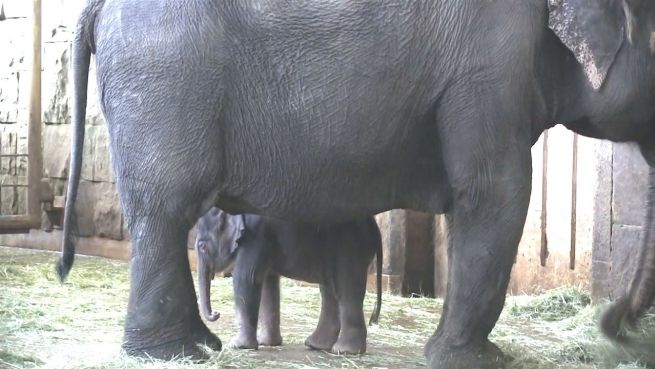 go to 'Babyfant' in Berlin: Kleiner Dickhäuter wird getauft