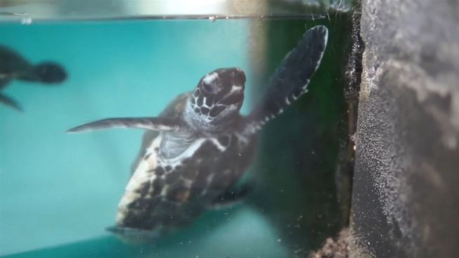 go to Dicker Panzer: 60.000 gerettete Schildkröten